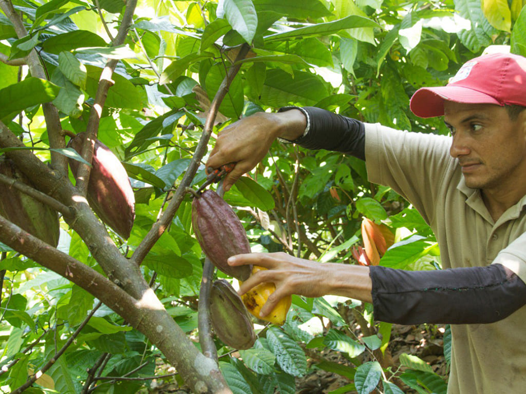 Récolte du cacao 